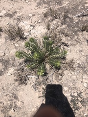 Nama carnosa