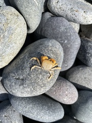 Pinnotherelia laevigata