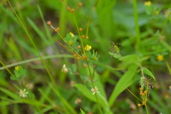 Juncus dudleyi