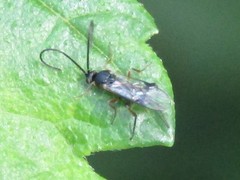 Braconidae