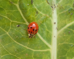 Harmonia axyridis