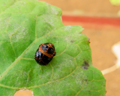 Chrysomelidae