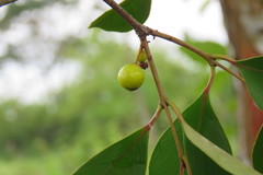 Melicoccus oliviformis