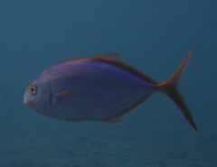 Caranx bartholomaei