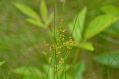 Juncus dudleyi