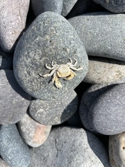 Pinnotherelia laevigata