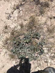 Anulocaulis leiosolenus