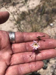 Anulocaulis leiosolenus