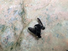 Chrysopilus velutinus