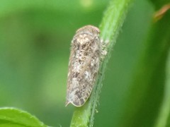 Allygidius atomarius