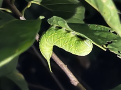 Marumba dyras