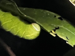 Marumba dyras