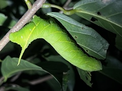 Marumba dyras