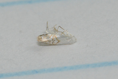 Leucoptera guettardella