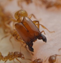 Pheidole absurda