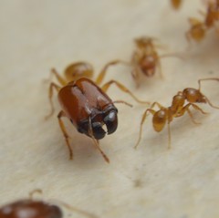 Pheidole absurda