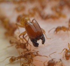 Pheidole absurda