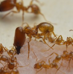 Pheidole absurda