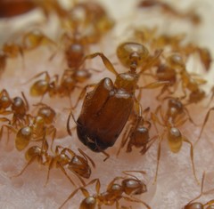 Pheidole absurda