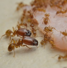 Pheidole absurda