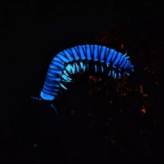 Thrinaphe hargeri
