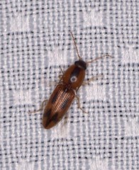 Aeolus scutellatus