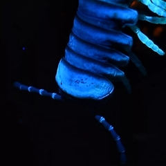 Thrinaphe hargeri