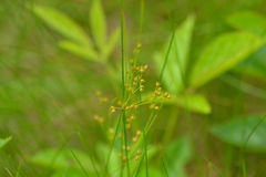 Juncus dudleyi
