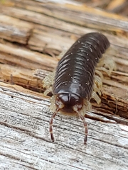 Thrinaphe hargeri