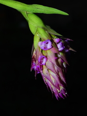 Elleanthus cephalotus