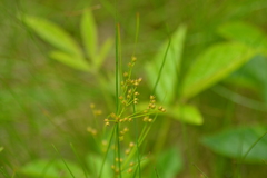 Juncus dudleyi
