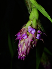 Elleanthus cephalotus