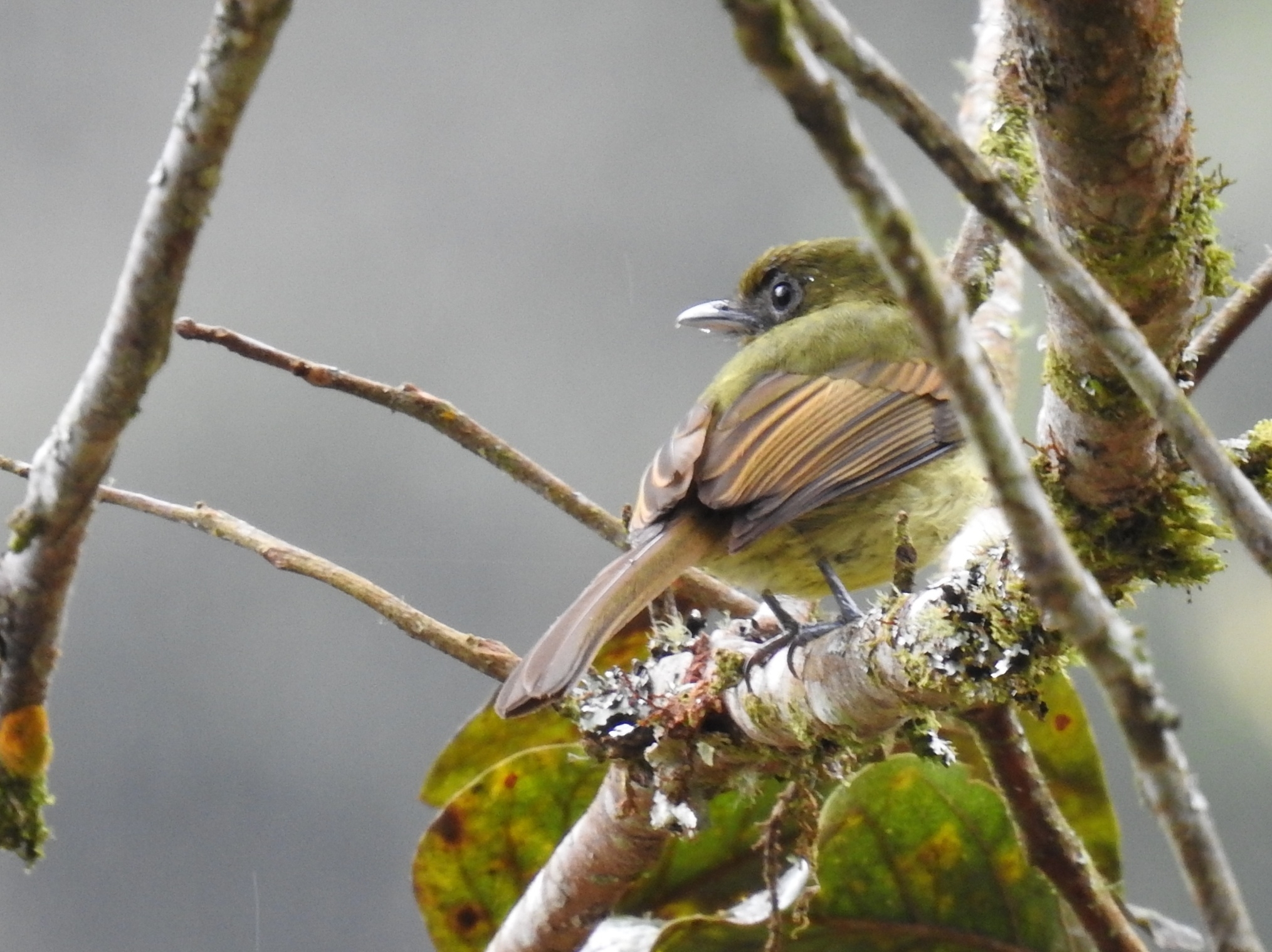 Fulvous-breasted Flatbill illustration