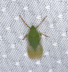 Rhynchomitra recurva