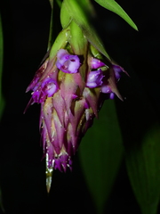 Elleanthus cephalotus