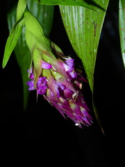 Elleanthus cephalotus