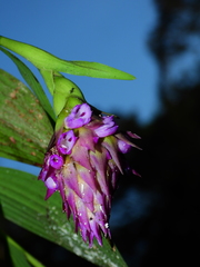 Elleanthus cephalotus