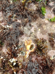 Clibanarius virescens