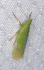 Rhynchomitra recurva