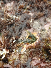 Clibanarius virescens