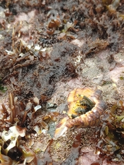 Clibanarius virescens