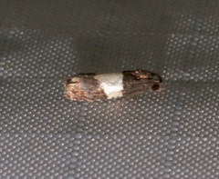 Epiblema tripartitana