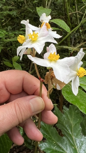 Begonia platanifolia