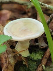 Loweomyces fractipes