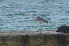 Ardea herodias occidentalis × wardi