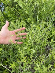 Lithospermum subsetosum