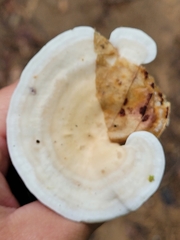 Loweomyces fractipes