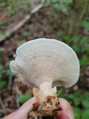 Loweomyces fractipes