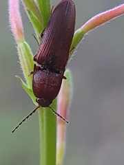 Melanotus clandestinus