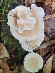 Loweomyces fractipes
